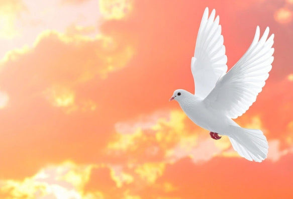 Cities of Refuge | Part 9, Volume 2
